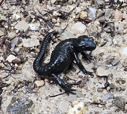 Salamander an Wegesrand