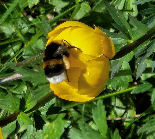 Hummel in Trollblume_02