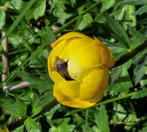 Hummel in Trollblume